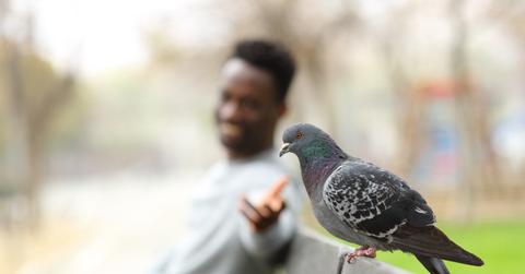 A smiling man sits on a bench with his hands outstretched towards a pigeon.