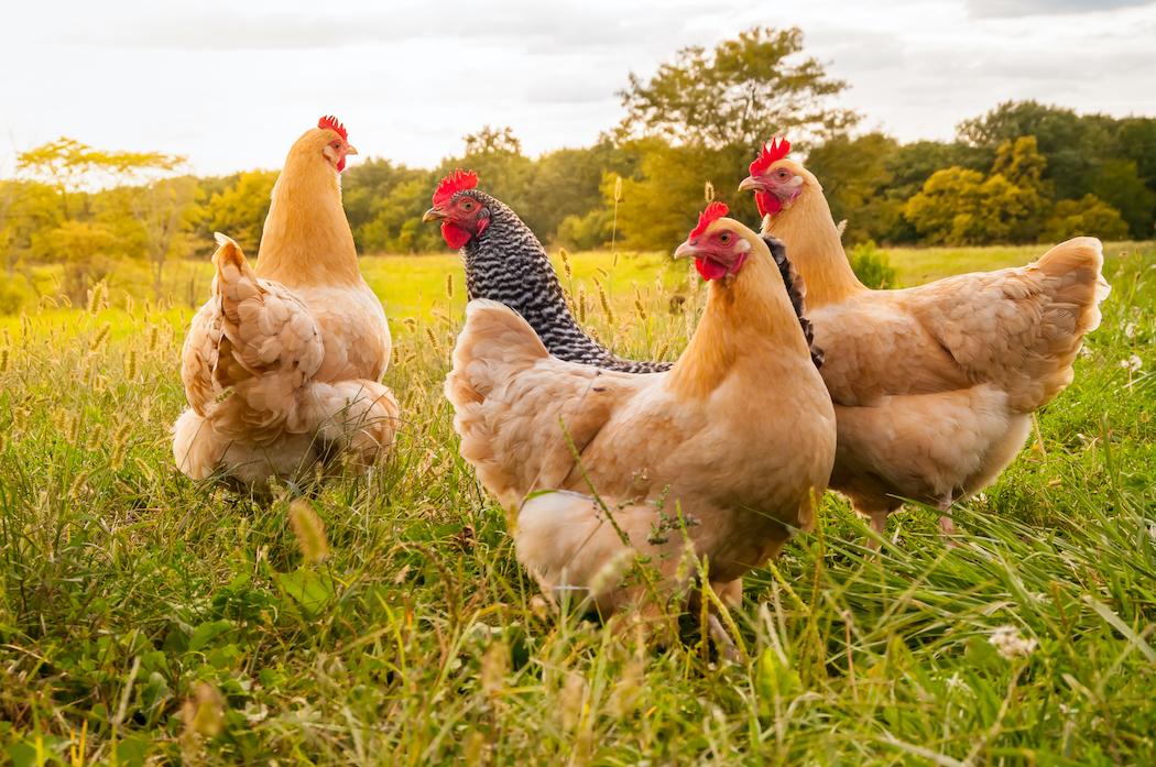 Four chickens in a field.