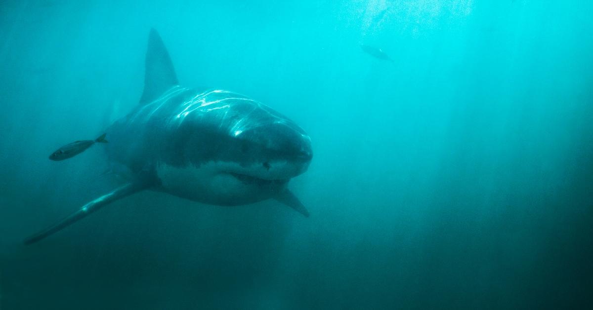 Great white shark decapitates Mexican diver marking first fatal shark attack  of 2023: Report