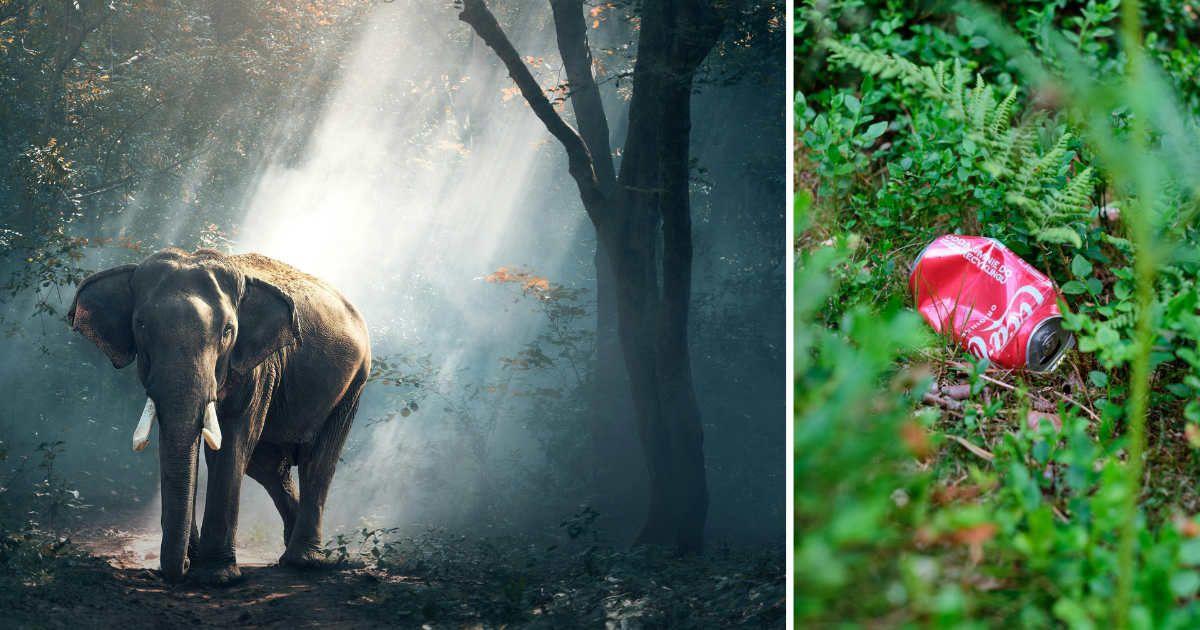 (L) A majestic elephant in a dense forest. (R) A waste soda can dumped in the grass (Representative Cover Image Source: Pexels | (L) Pixabay, (R) Rodion Kutsaiev)