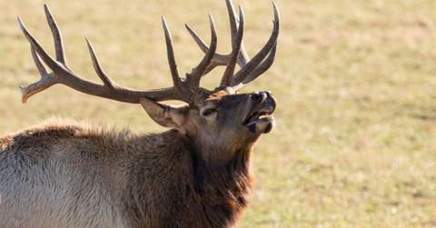 Male Bull Elk Bugling. (Cover Image Source: Getty Images | Marcia Straub)