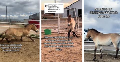 Possible Przewalski's Horse