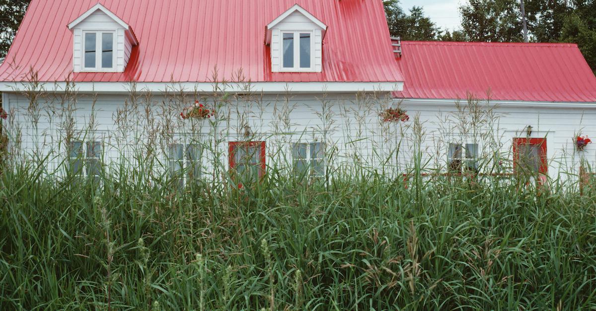 Overgrown Lawn