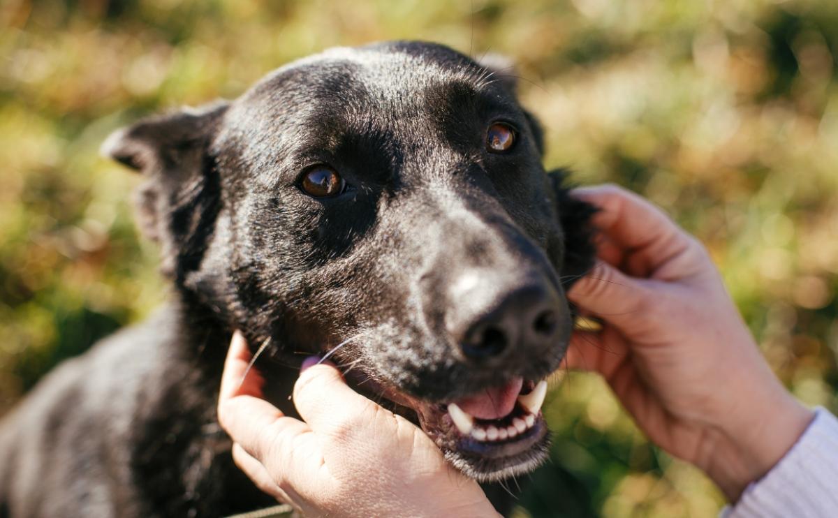 Black mixed breed dog 