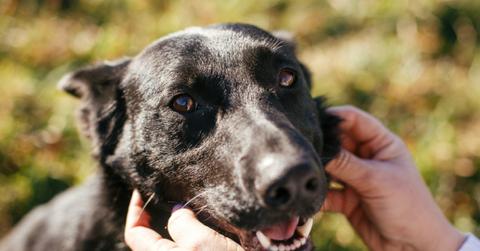 Black mixed breed dog