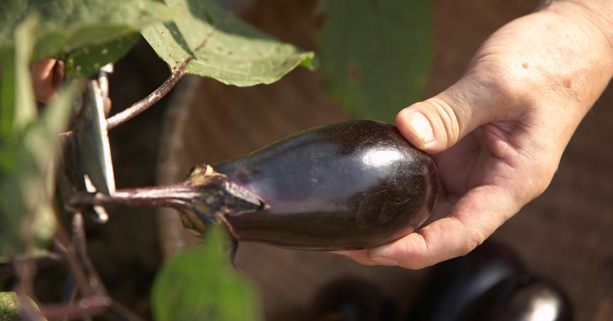 Can dogs eat outlet raw eggplant