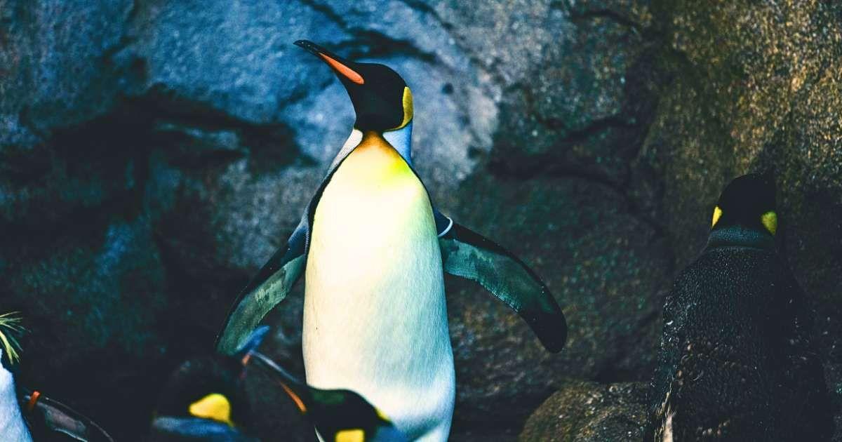 An emperor penguin stands in a cave. (Representative Cover Image Source: Pexels | Ali Fazal)