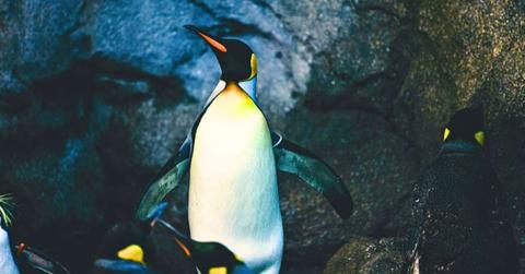 An emperor penguin stands in a cave. (Representative Cover Image Source: Pexels | Ali Fazal)