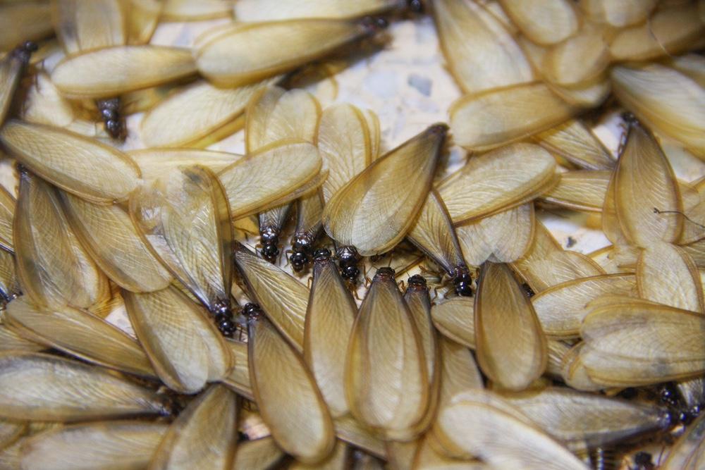 A close up of a swarm of flying termites. 