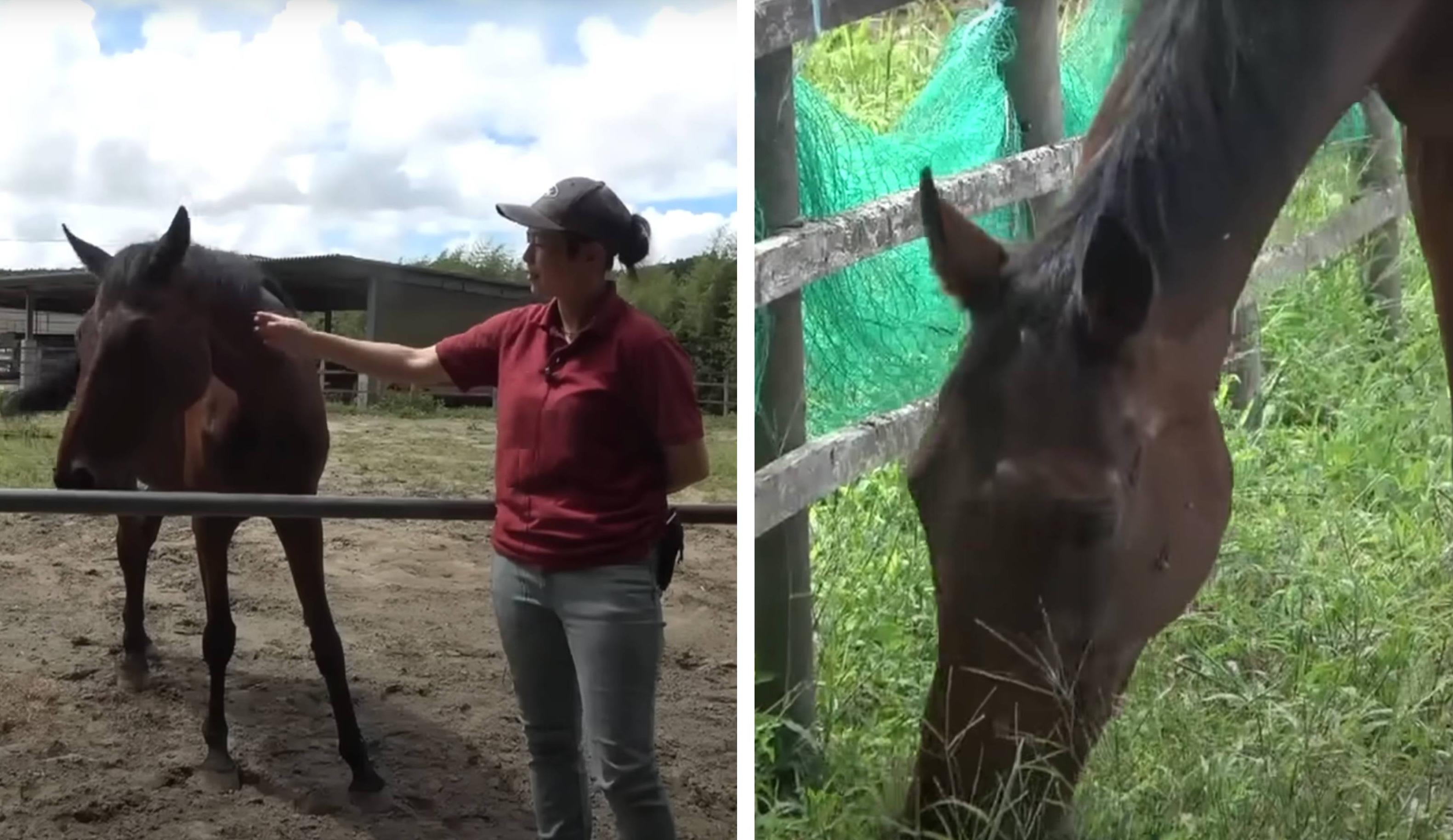Haru Urara is pictured eating grass and interacting with a human caretaker.