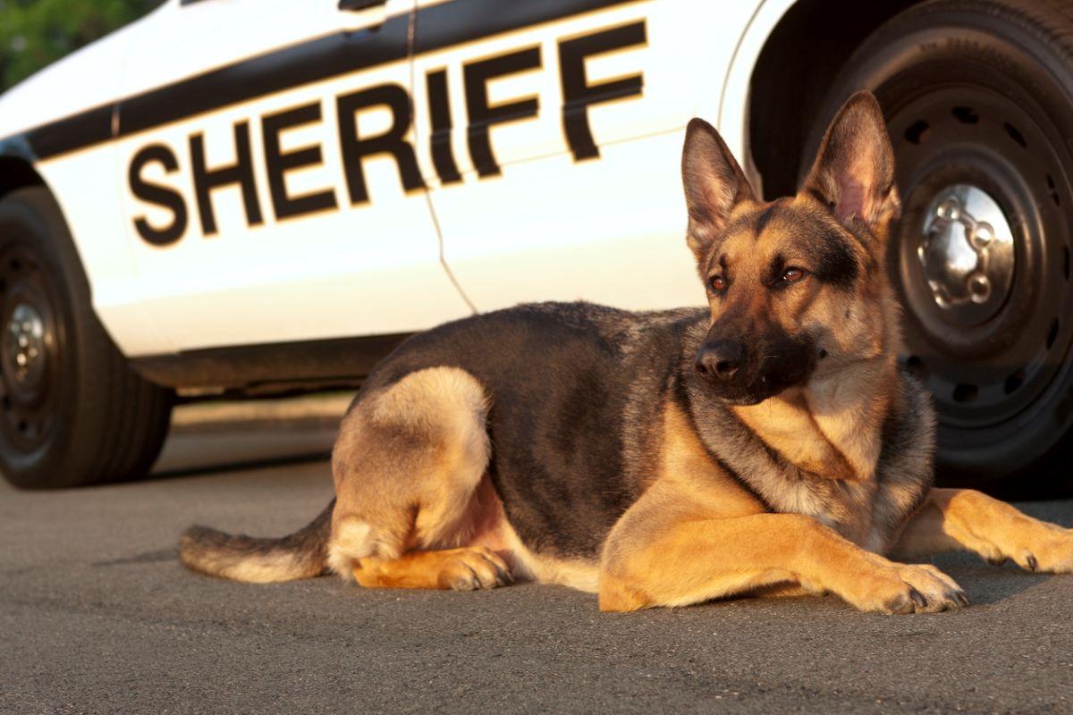 German Shepard dog relaxing in front of a Sheriff's car