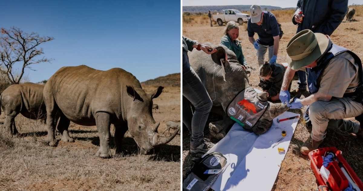 Scientists are injecting rhinos with radioactive chips in The Rhisotope Project (Cover Image Source: X | @WitsUniversity)
