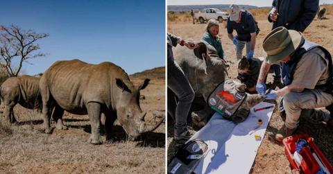Scientists are injecting rhinos with radioactive chips in The Rhisotope Project (Cover Image Source: X | @WitsUniversity)
