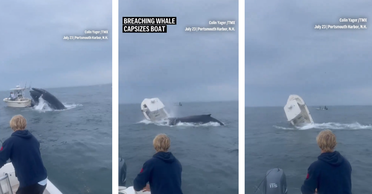 Humpback whale breaches and takes down a small boat