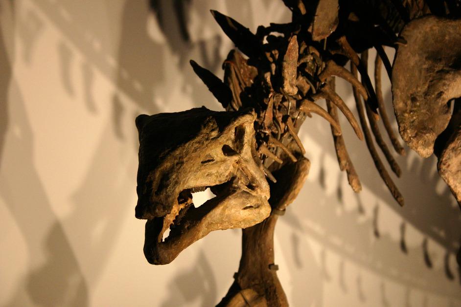 Dinosaur skeleton on display stock photo