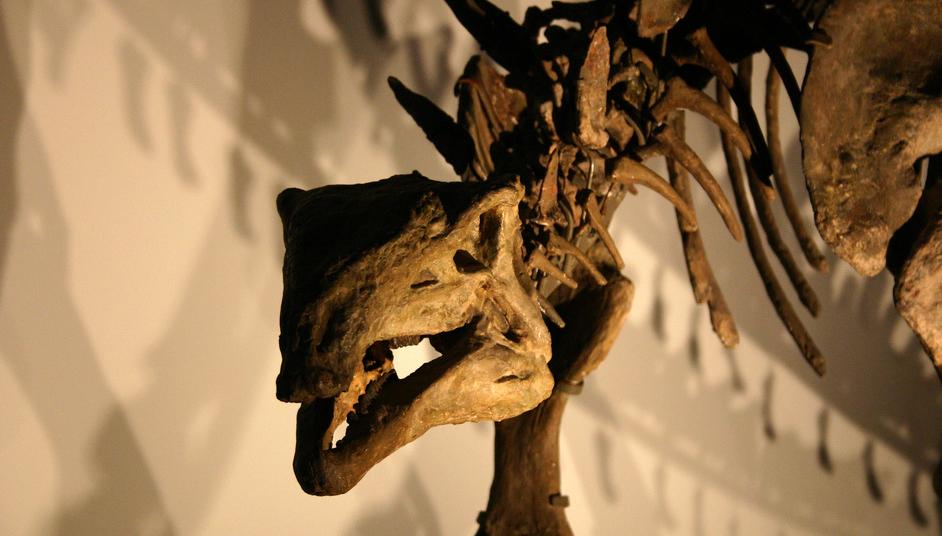 The Dinosaur Bones in Museums May Not Always Be Original