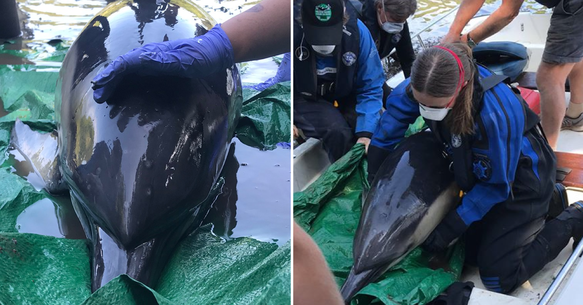 cornwall dolphin rescue
