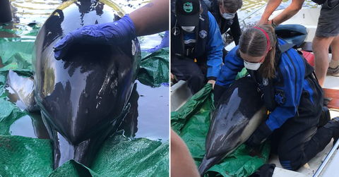 cornwall dolphin rescue