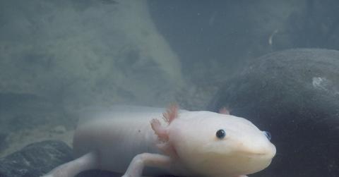 Axolotl