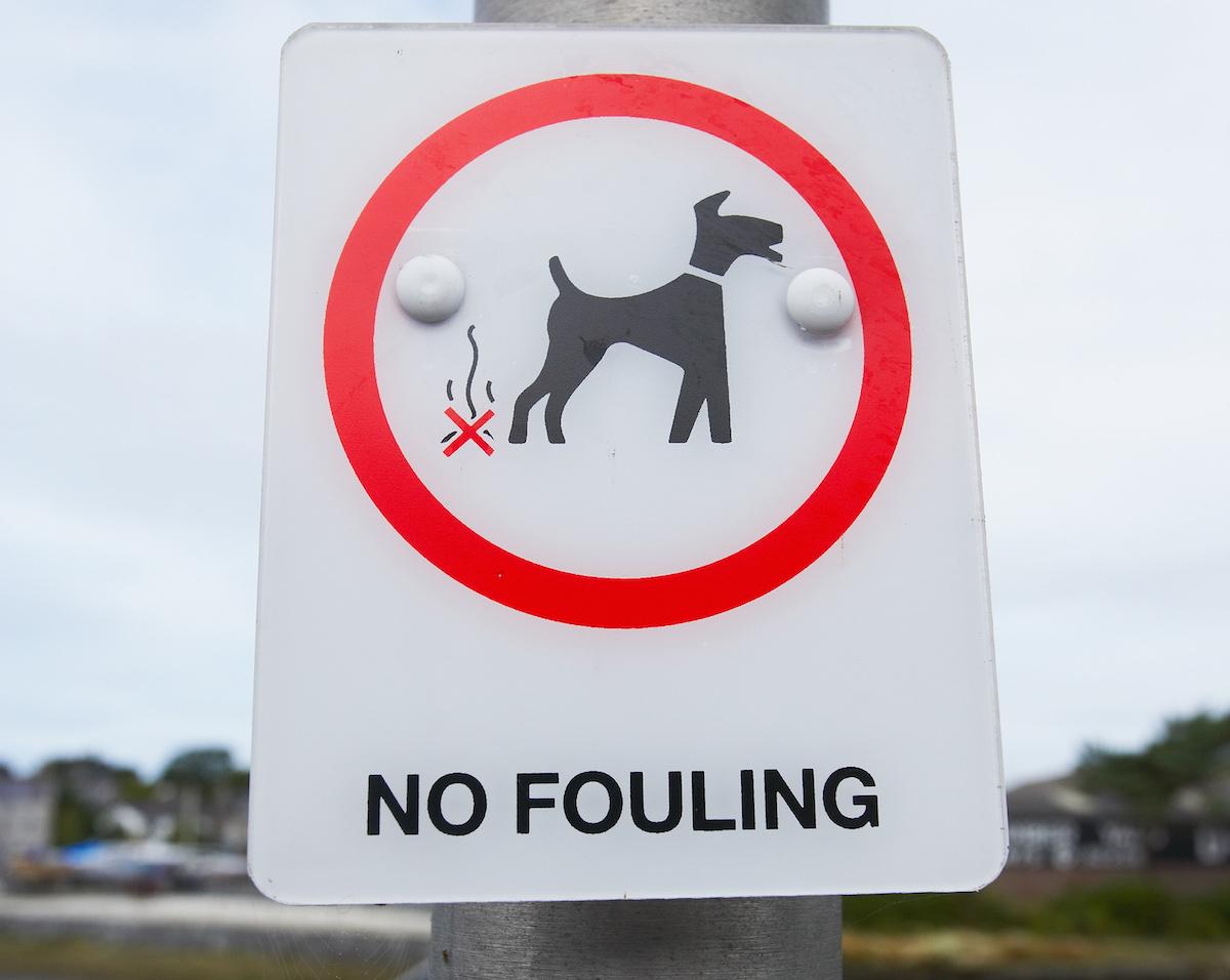 what-to-do-with-dog-poop-in-the-yard