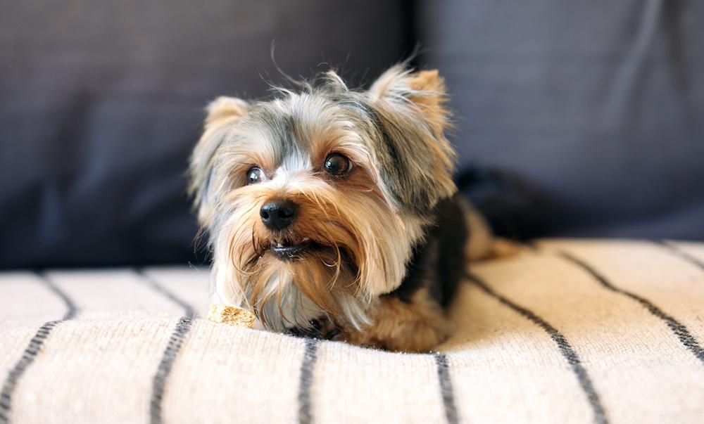 A Yorkshire Terrier sitting on a couch. 