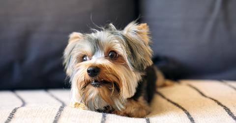 A Yorkshire Terrier sitting on a couch.