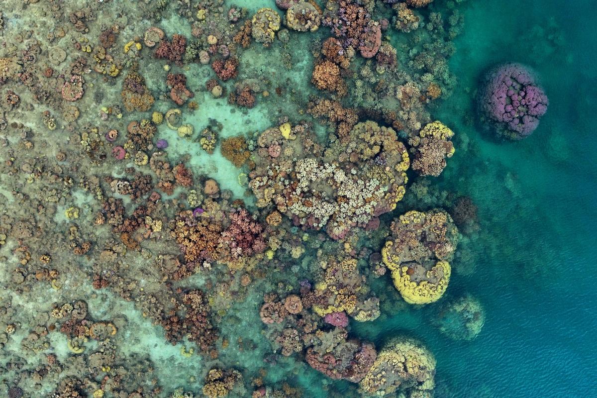 aerial view of a coral reef