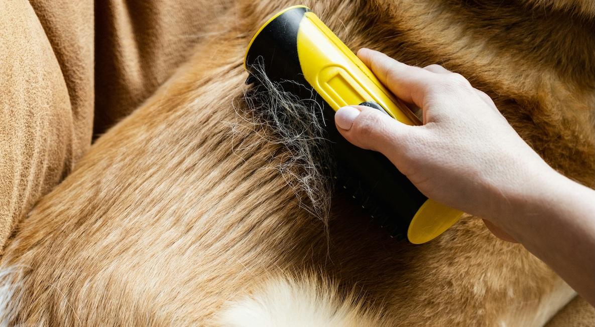 dog comb