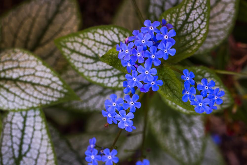 Brunnera blue flowers. 