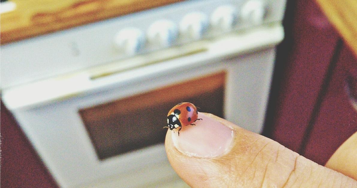 That's no ladybug invading your house