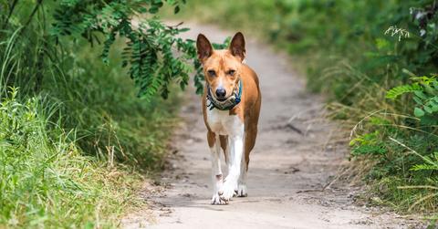 A Basenji walking down a forest path.