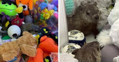 A groundhog hides amongst stuffed animals in a claw machine