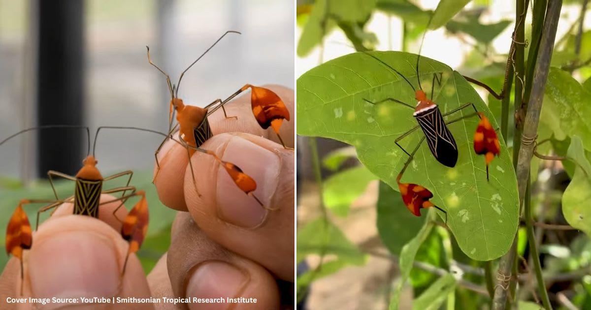 Screenshots of matador bugs. (Image Source: YouTube | Smithsonian Tropical Research Institute)