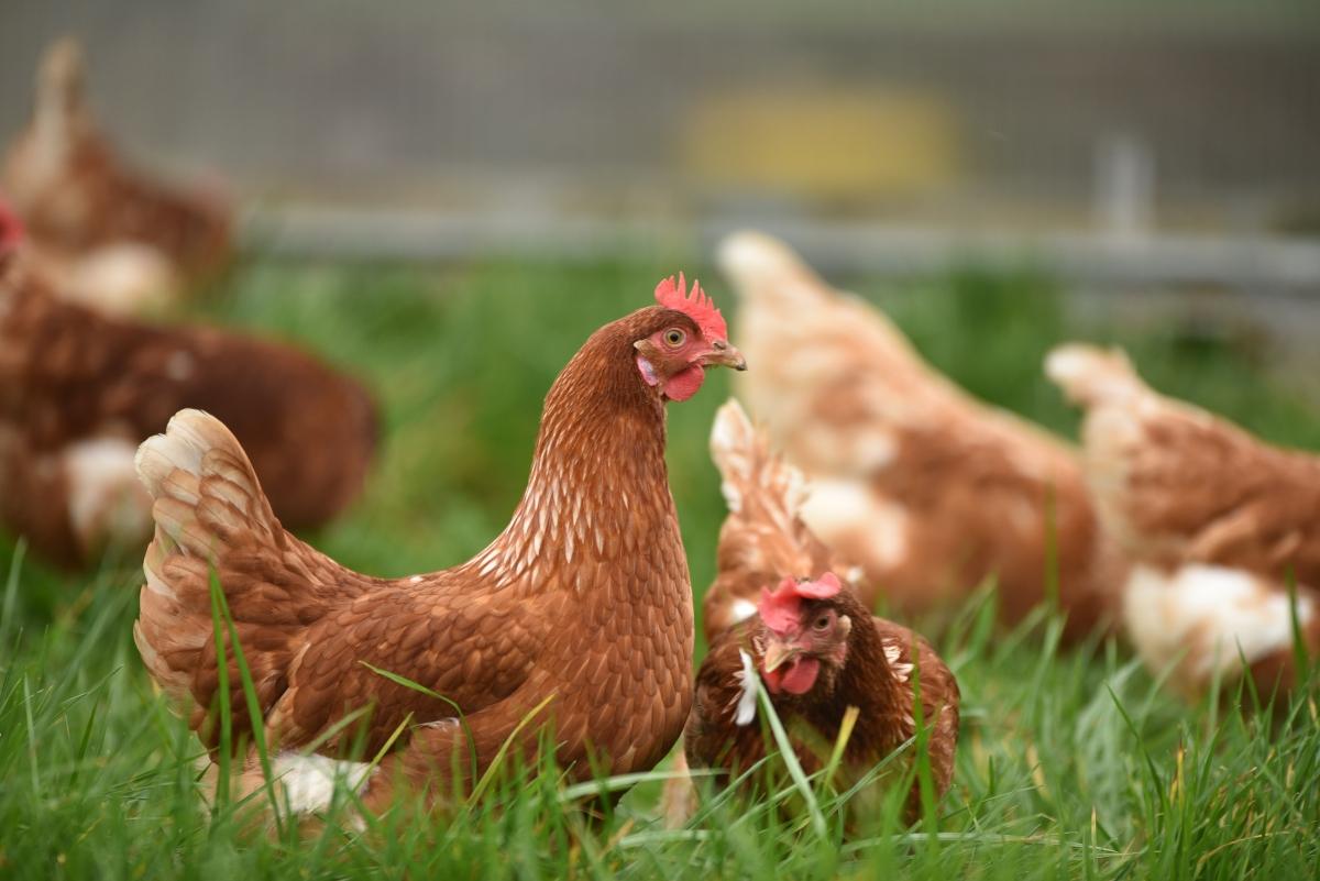 backyard chickens