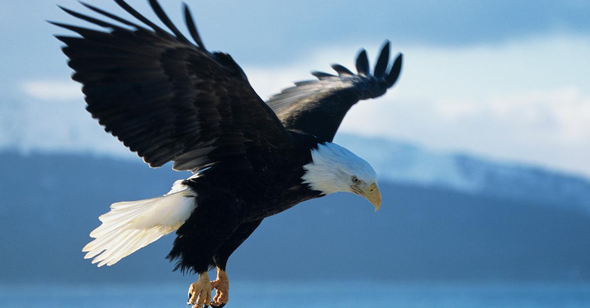 Bald Eagle Population