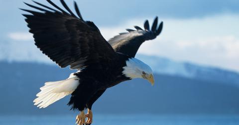 Bald Eagle Population