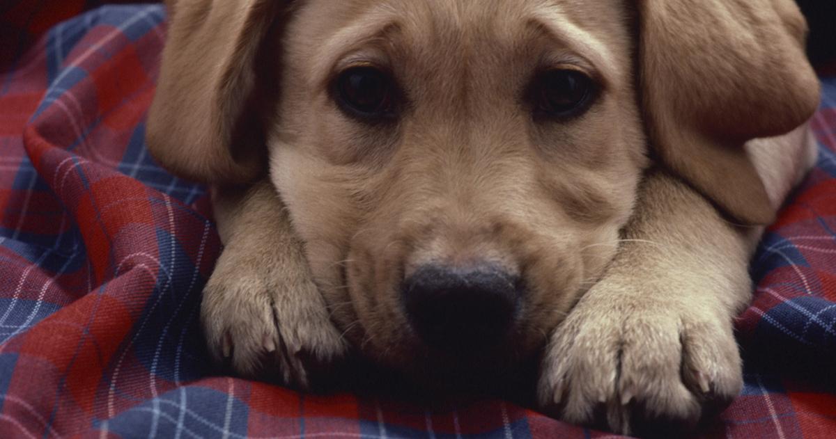 crate training basics new dog owner