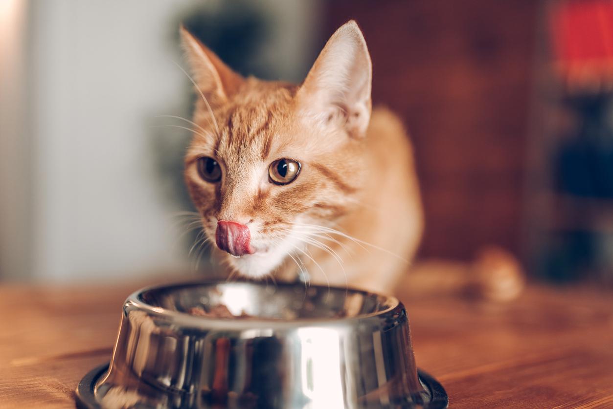 An orange cat licks its lips while eating from a metal bowl.