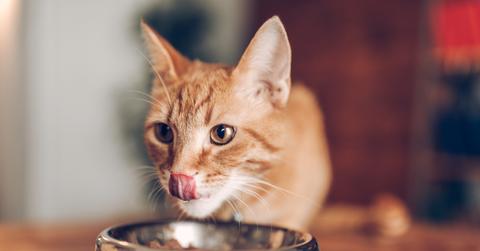An orange cat licks its lips while eating from a metal bowl.