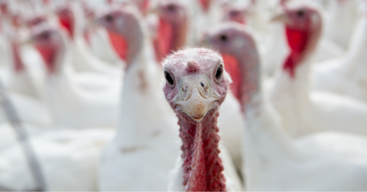 A turkey stands in front of the rest of a flock inside of a meat bird packaging plant