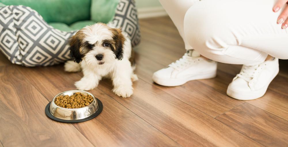 A small Shih Tzu in front of a dog bowl.