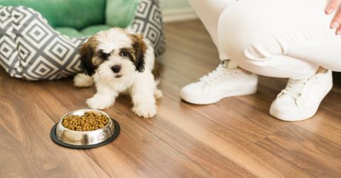 A small Shih Tzu in front of a dog bowl.