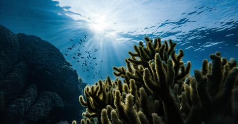 The sun shines into the water as coral and fish appear in the distance