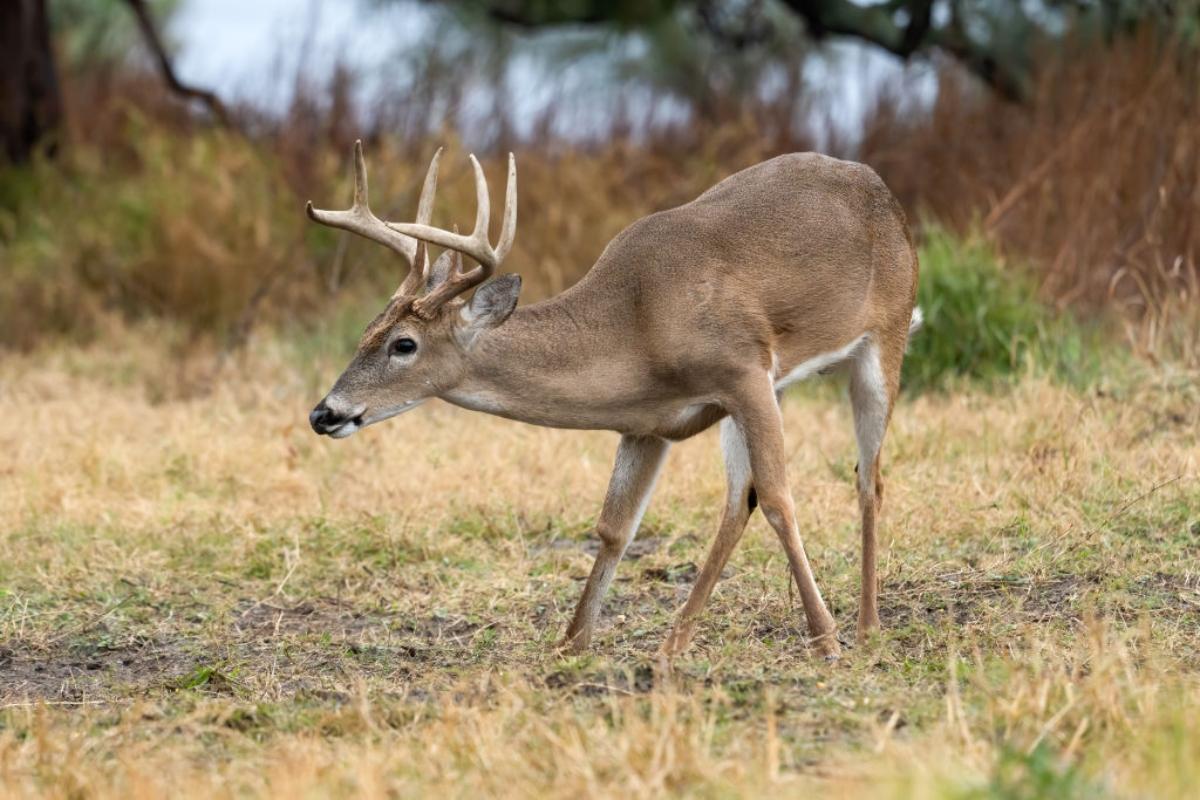 male white-tailed deer standing alone