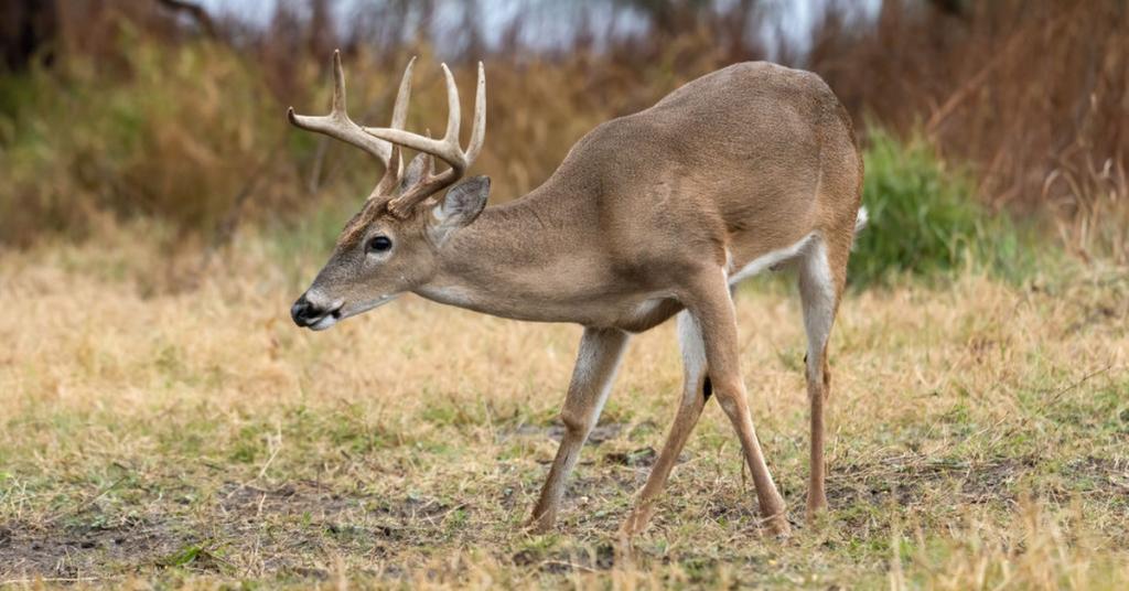 Can You Keep a Deer As a Pet? Wild Animals Should Stay Put