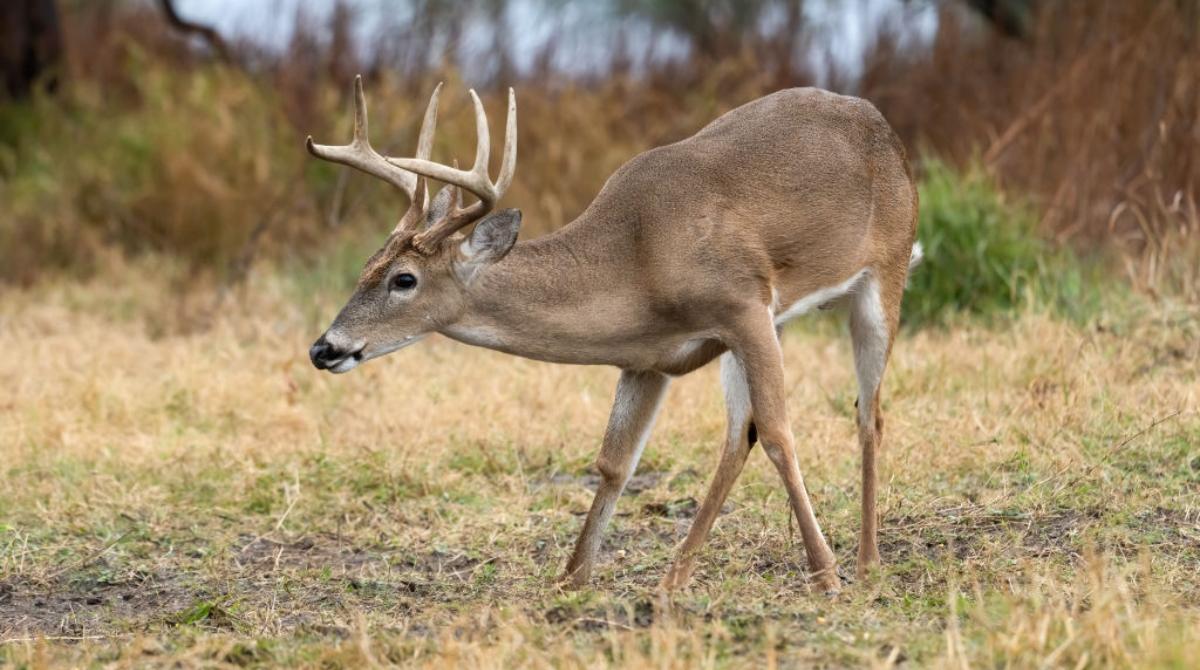 Can You Keep a Deer As a Pet? Wild Animals Should Stay Put