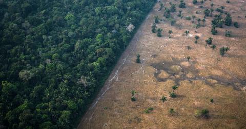 amazon rainforest could become a savanna