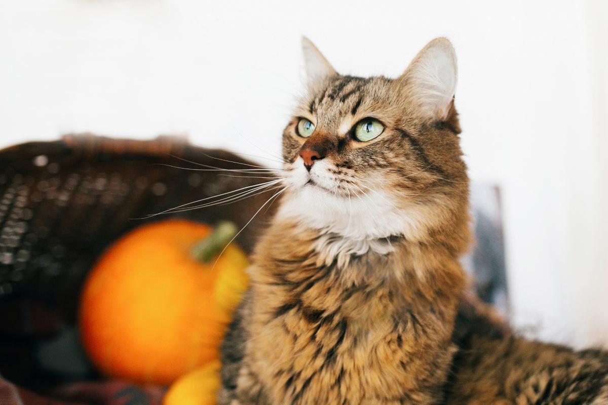 Brown cat next to a pumpkin