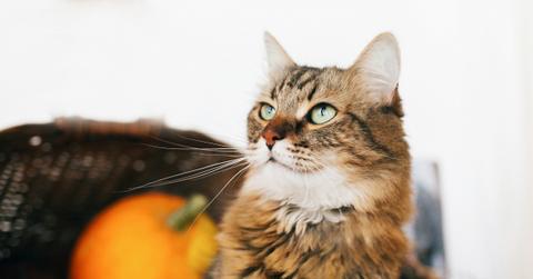 Brown cat next to a pumpkin