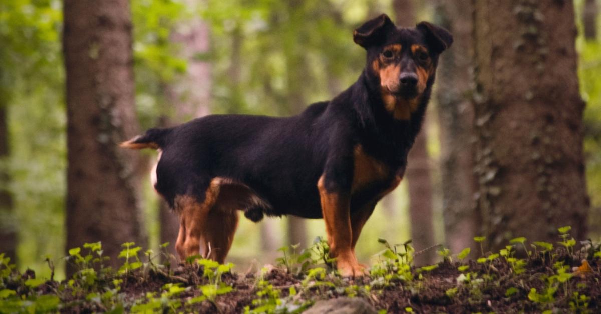 A Lancashire heeler dog in the woods. 